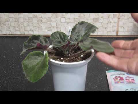 Видео: ФИАЛКА ПРОПАДАЕТ. ПРОБЛЕМА И РЕШЕНИЕ.