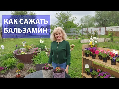 Видео: Как сажать бальзамин