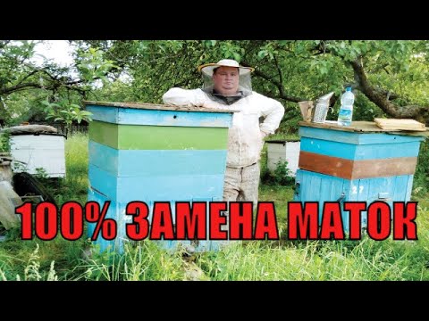 Видео: ПЧЕЛИНАЯ МАТКА ОСЕННЯЯ ЗАМЕНА МАТОК В ОСНОВНУЮ ПЧЕЛИНУЮ СЕМЬЮ  РАХМАТУЛИН Д. Н.