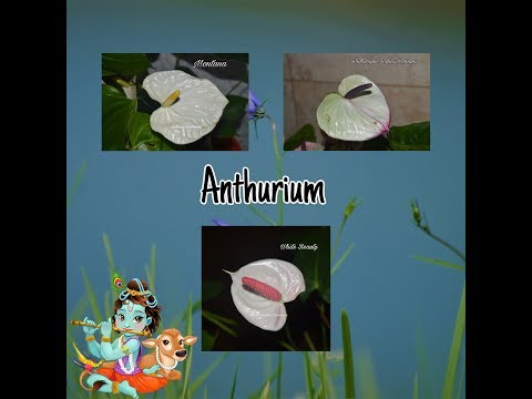 Видео: АНТУРИУМ. Коллекция редких антуриумов #8. Антуриумы White Beauty, Adios Romans и Montana