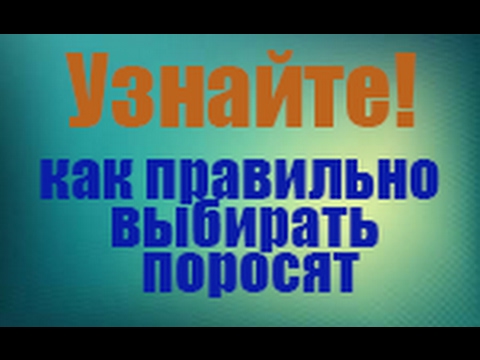 Видео: Секреты выбора поросят, которые быстро растут, дают хорошие привесы и не болеют