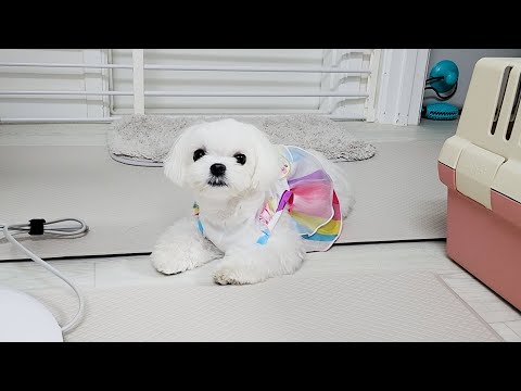 Видео: Как повысить напряжение щенка кунжута ftЖелезяк (не реклама)