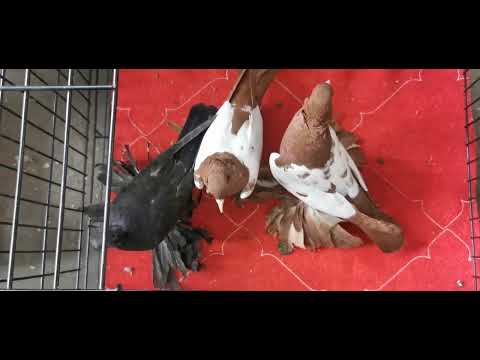 Видео: Рынок голубей худжанда 6.04.2025. Кафтарбозори Хучанд 6.04.2025. Hujand kaftarbozori. Pegeon Khujand