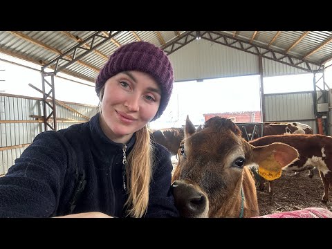 Видео: Болели, но дела НИКТО не отменял. Новая доярка.