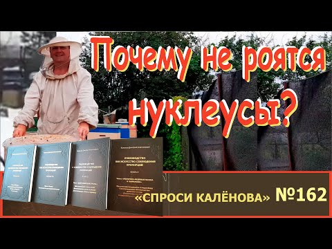 Видео: Почему не роятся Нуклеусы? Программа "Спроси Калёнова" №162.  Пчелы. Пчеловодство. Пчеловод.