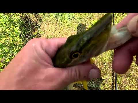 Видео: Рыбалка на живца . Ловля щуки и окуня на поплавок!