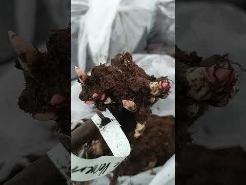 Видео: Шок от упаковки пионов. Такого я ещё не видела.