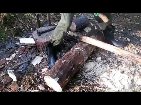 Видео: Заготовка кедрового ореха  Добыча и переработка кедровой шишки  Месяц в сибирской тайге!