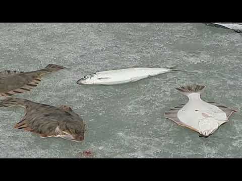 Видео: Закрыли сезон твердой морской воды.