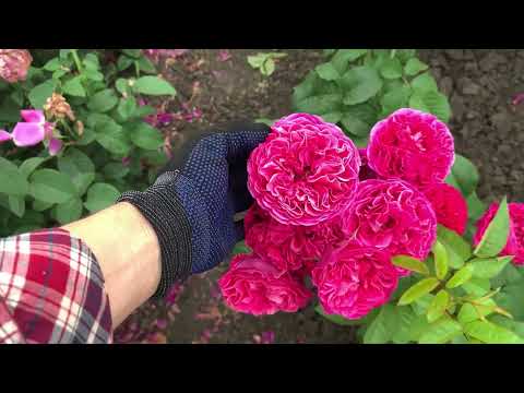 Видео: ПОЛЯ РОЗ в ЦВЕТУ, II часть🌹питомник maryroses.ru🌱