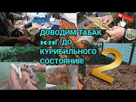 Видео: Табак 2021 года доводим до курибильного состояния ( ЧАСТЬ 2 )
