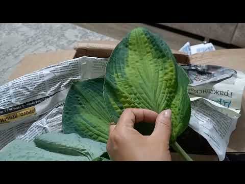 Видео: Новые хосты в сад🪴😊. Посылка с Ярославской области.