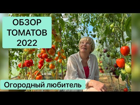 Видео: ОБЗОР ТОМАТОВ 2022 // все мои сорта и гибриды // ВЫСЫЛАЮ СЕМЕНА