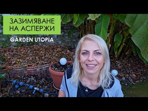 Видео: Зазимяване на АСПЕРЖИ: #Ден 68 от 90 ДНИ НА СЕЛО
