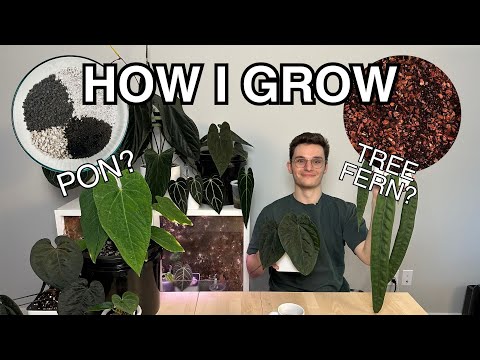 Видео: Уход за антуриумом