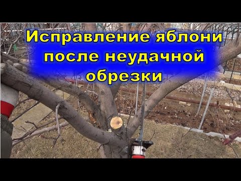 Видео: Исправление яблони после неудачной обрезки