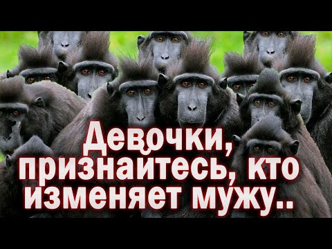 Видео: Одиннадцать макак возвращаются с новыми откровениями