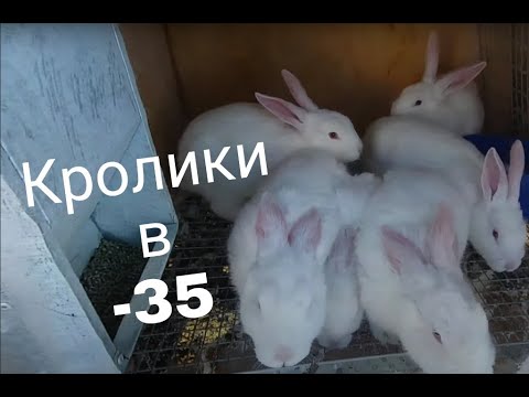 Видео: Кролики зимой в -35.