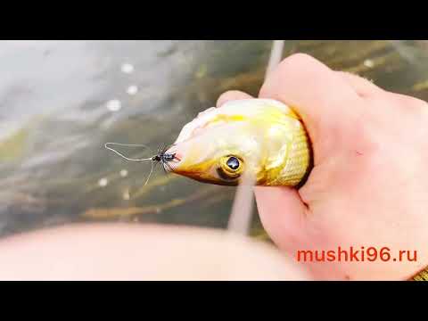 Видео: Хариус на Кораблик «Tosya» в Октябре  15.10.2022 / Harius on the Ship "Tosya" in October 15.10.2022