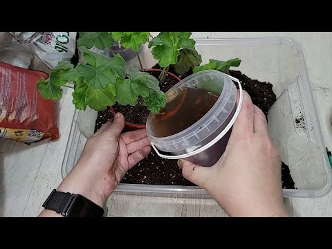 Видео: СРОЧНО осенью сделай с ГЕРАНЬЮ под ЗИМУ, чтобы листики были зелеными, не желтели быстрее росла