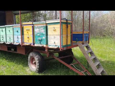 Видео: Пасека. Ранняя Акация 2024