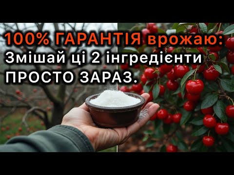 Видео: 100% ГАРАНТІЯ врожаю: Змішай ці 2 інгредієнти для вишні та сливи ЗАРАЗ
