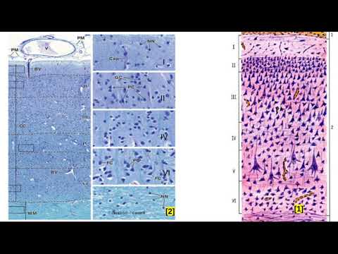 Видео: Пирамидные нейроны. Гистологическое строение коры больших полушарий.
