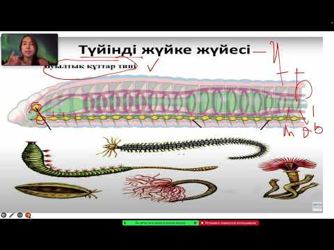 Видео: Жануарлар жүйкеленуі,көбеюі