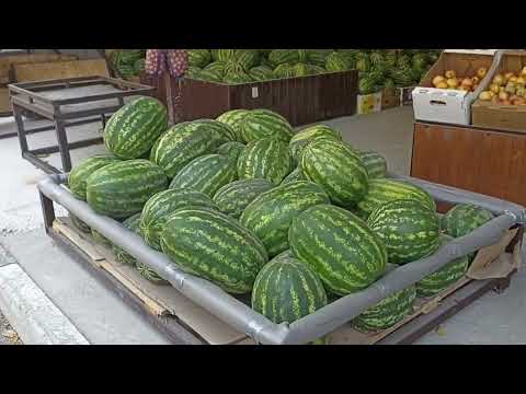 Видео: Утреннее море | Дорога домой | Арбузы, дыни | Платная дорога