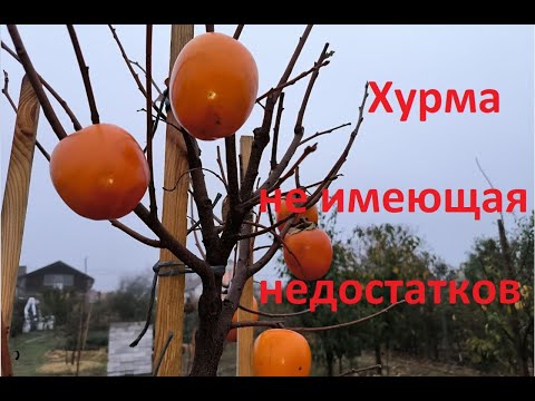 Видео: Наша хурма Жемчужина не имеет конкурентов!