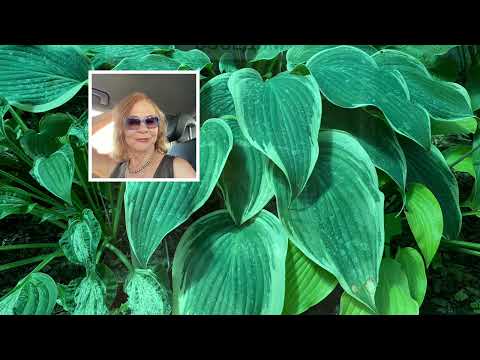 Видео: 🌟ХОСТА🌟ОБЗОР 🌟10 СОРТОВ🌟#растения #волгоград #хобби #хоста#