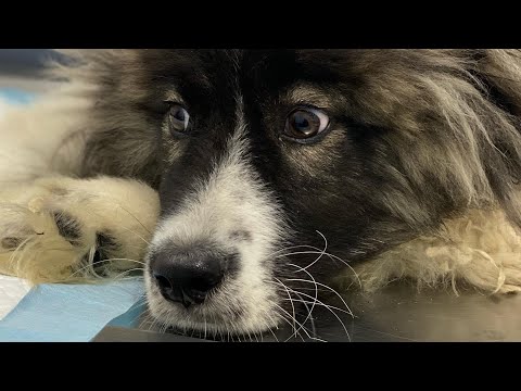 Видео: Щенок не ходит пол года. Усыплять или лечить?