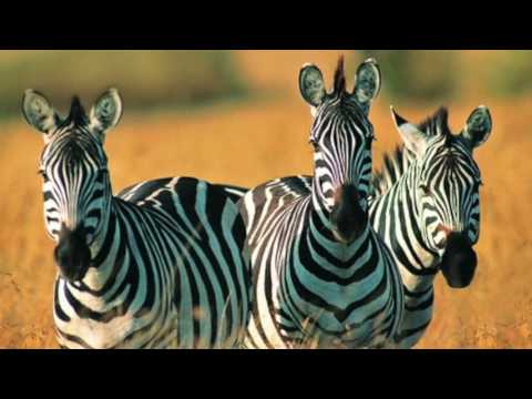 Видео: Приспособленность организмов