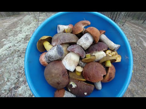 Видео: ГРИБЫ СИБИРИ. КРАСОТА!