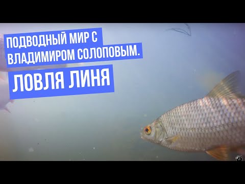Видео: Ловля линя \ Подводный мир с Владимиром Солоповым