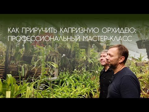 Видео: Как приручить капризную орхидею: Мастер-класс от профессионалов