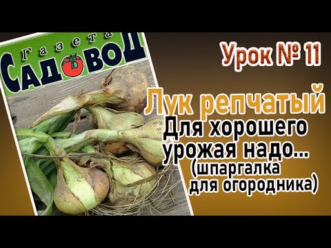 Видео: ЛУК РЕПЧАТЫЙ. Для хорошего урожая надо.  Урок №10