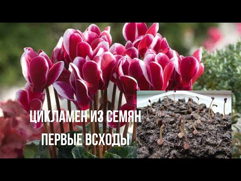 Видео: Цикламен из семян. 1часть  Как долго ждать всходов цикламена #цикламен #цикламенизсемян#