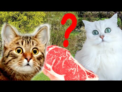 Видео: 24 ЧАСА в Школе для КОШЕК!!! Крутой ЧЕЛЛЕНДЖ !!!