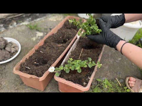 Видео: День деревни: Посадка цветов и приготовление домашнего мяса | Жизнь в деревне