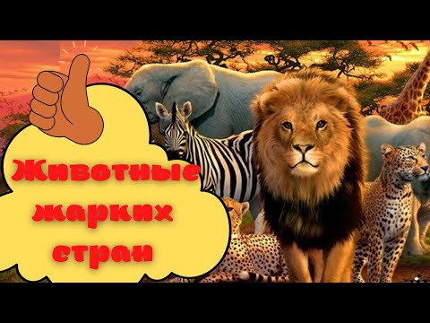 Видео: ЖИВОТНЫЕ ЖАРКИХ СТРАН 🦁🐯 Развивающее видео для детей - Дикие животные для детей