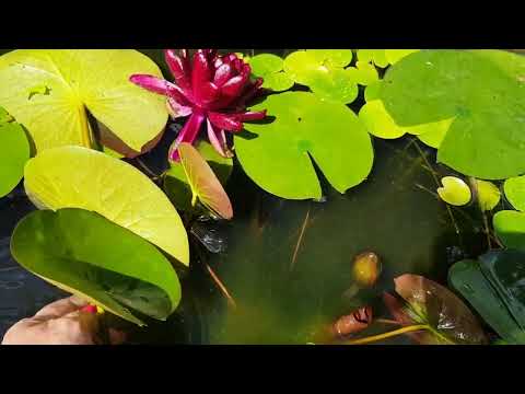 Видео: Дом в цветах// Нимфея// Содержание// зимовка.