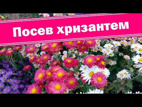 Видео: О посеве подробно!!! Выращиваем хризантемы из семян.