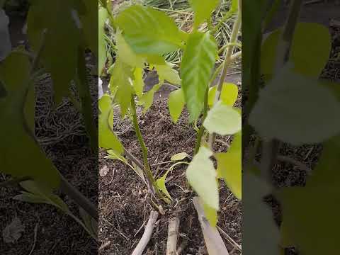 Видео: Прививка баклажанов 2025 год. Часть 1. Ошибки.