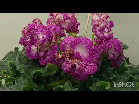 Видео: 28.04.23./НОВИНКИ/Выставка фиалок в Доме фиалок(МК)#фиалки#выставка#домфиалки#