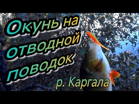 Видео: Ловля окуня на отводной поводок, РЫБАЛКА РАЗВЕДКА г. Актобе р. Каргала 2025г