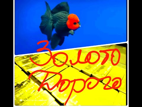 Видео: Золотая рыбка Оранда! Почему такая цена?