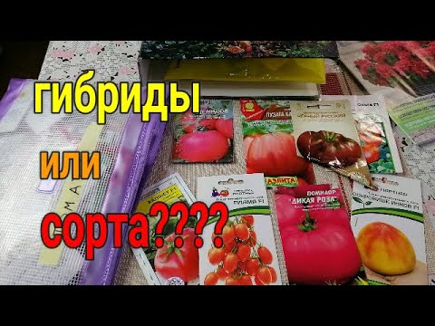 Видео: 🍅🍅ЧТО ЖЕ ЛУЧШЕ ВЫРАЩИВАТЬ, ГИБРИДЫ ИЛИ СОРТА ТОМАТОВ? //Спрашиваете - отвечаю