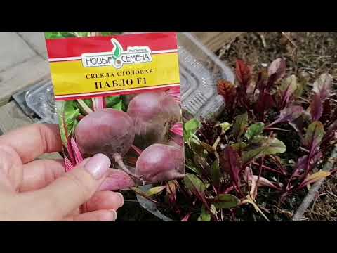 Видео: 12 мая | НАША ДАЧА ОТ ГАЗОНА ДО ОГОРОДА | ТАК ВЫРАЩИВАЮ РАННЮЮ СВЕКЛУ