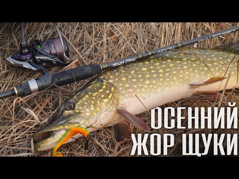 Видео: ВЗЯЛ ЛАЙТ И ПОПАЛ НА РАЗДАЧУ! Идеальная рыбалка осенью